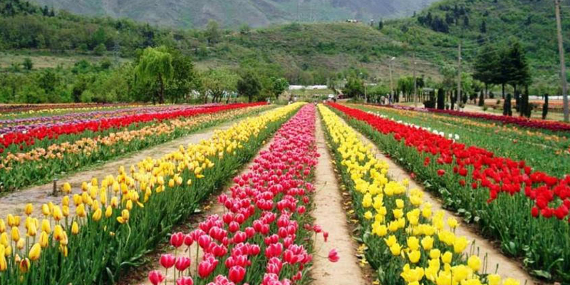 Top 10 Most Famous Gardens in India for Nature Lovers & Tourists ...